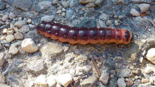 Réf. 267 514 : Cossus cossus